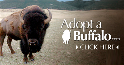 Adopt A Buffalo