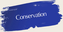 conservation